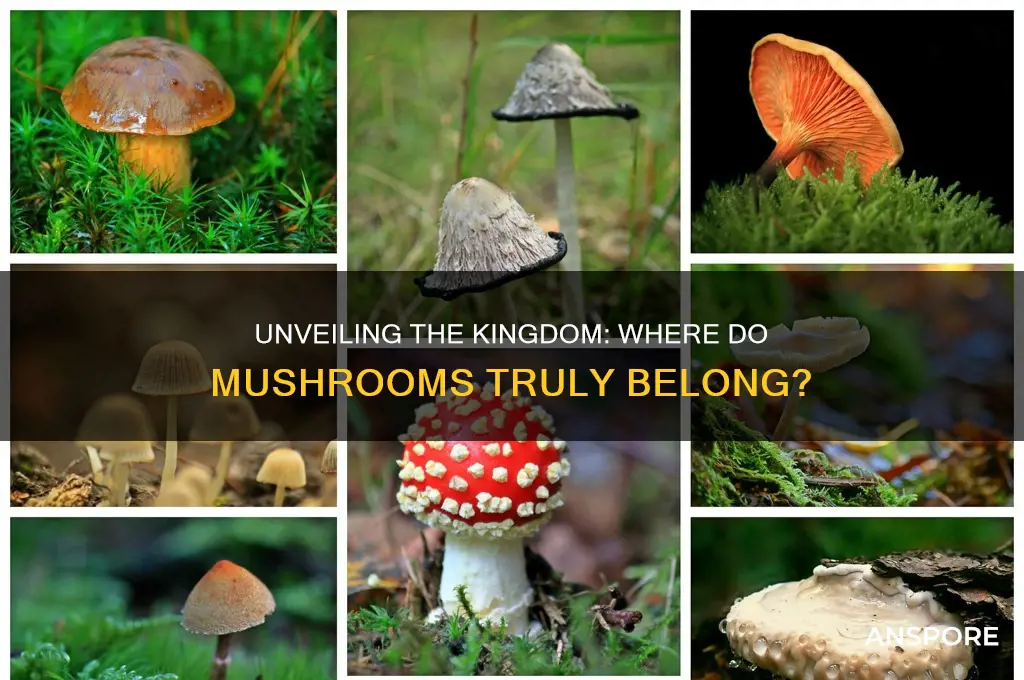 what kingdom is a mushroom in