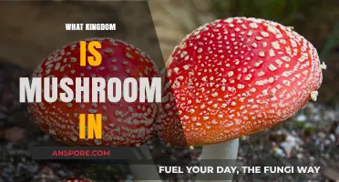 Mushrooms: A Kingdom of Their Own