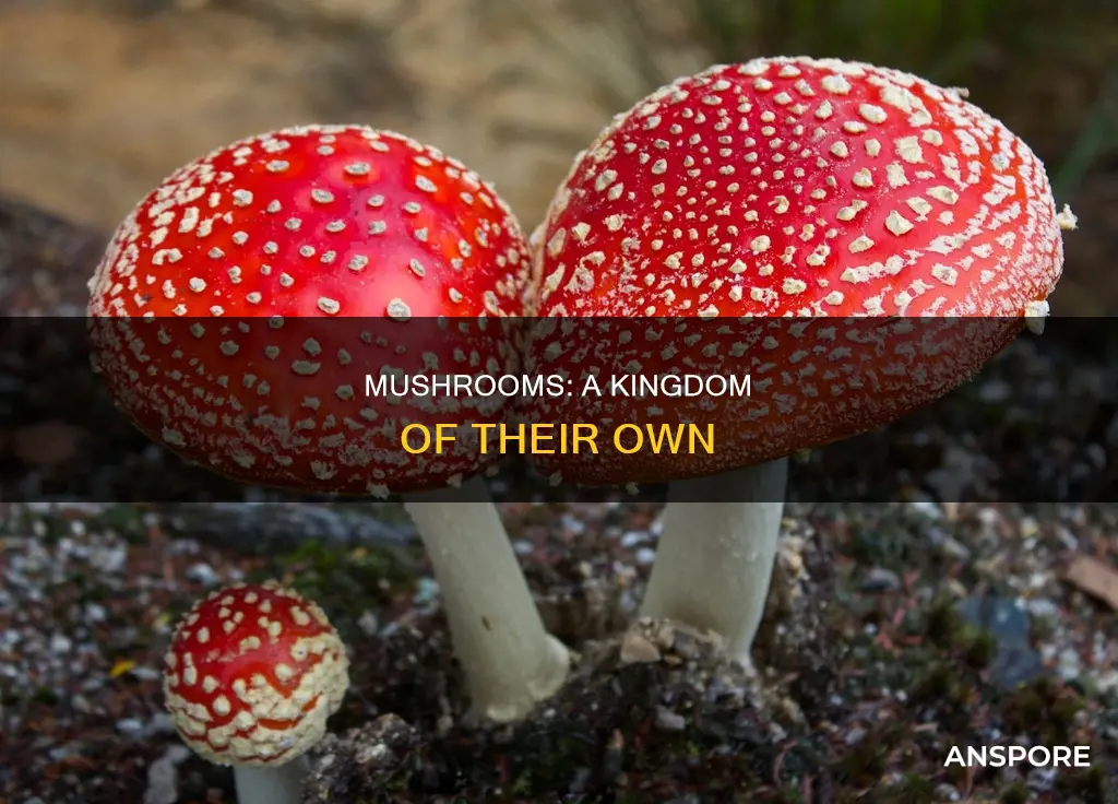 what kingdom is mushroom in