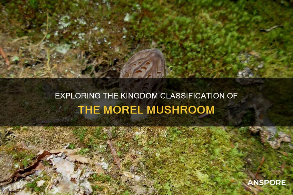 what kingdom is the morel mushroom
