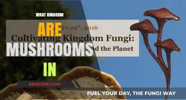 Mushrooms: The Kingdom of Fungi