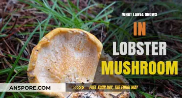 Lobster Mushrooms' Hidden Secret: The Larva Within Unveiled