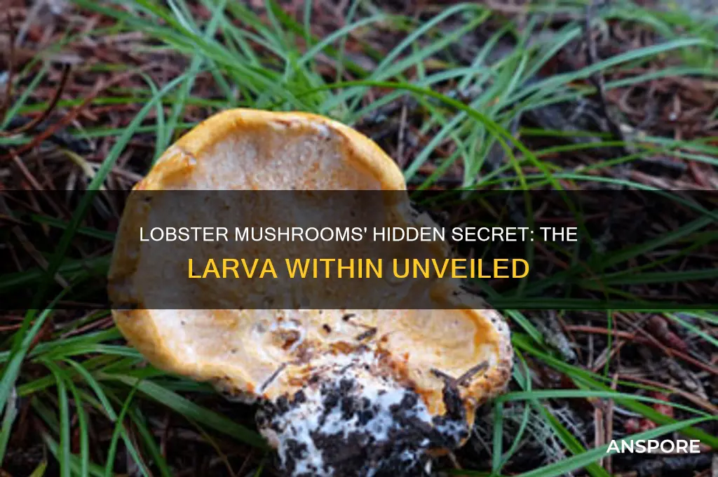 what larva grows in lobster mushrooms