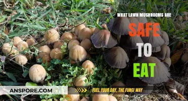 Identifying Edible Lawn Mushrooms: A Safe Foraging Guide