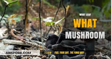 Leaf and Mushroom Identification: What's Safe?