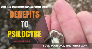 Legal Mushroom Alternatives: Health Benefits Similar to Psilocybe Species