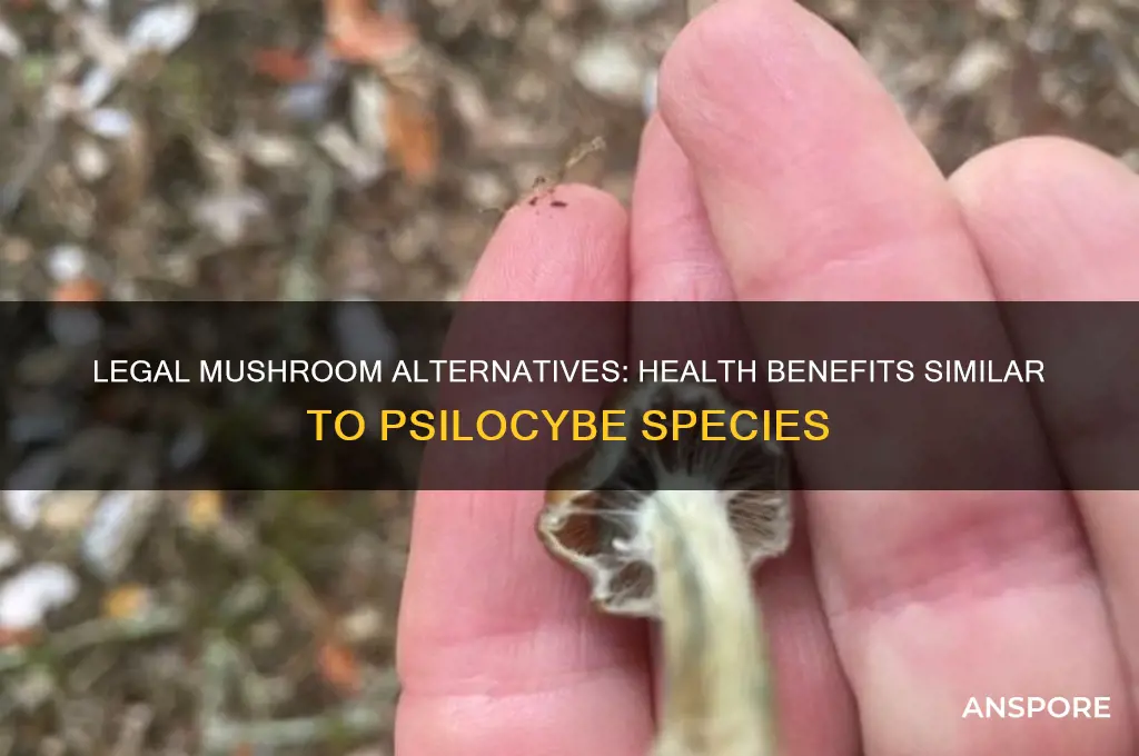what legal mushrooms have comparable health benefits to psilocybe