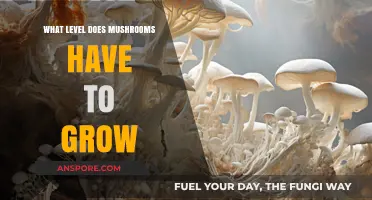 Optimal Conditions for Mushroom Growth: Light, Humidity, and Substrate Levels
