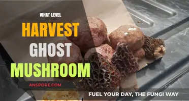 Ghost Mushroom Harvest: Best Level for Success
