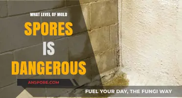 Understanding Dangerous Mold Spore Levels: Health Risks and Safety Thresholds
