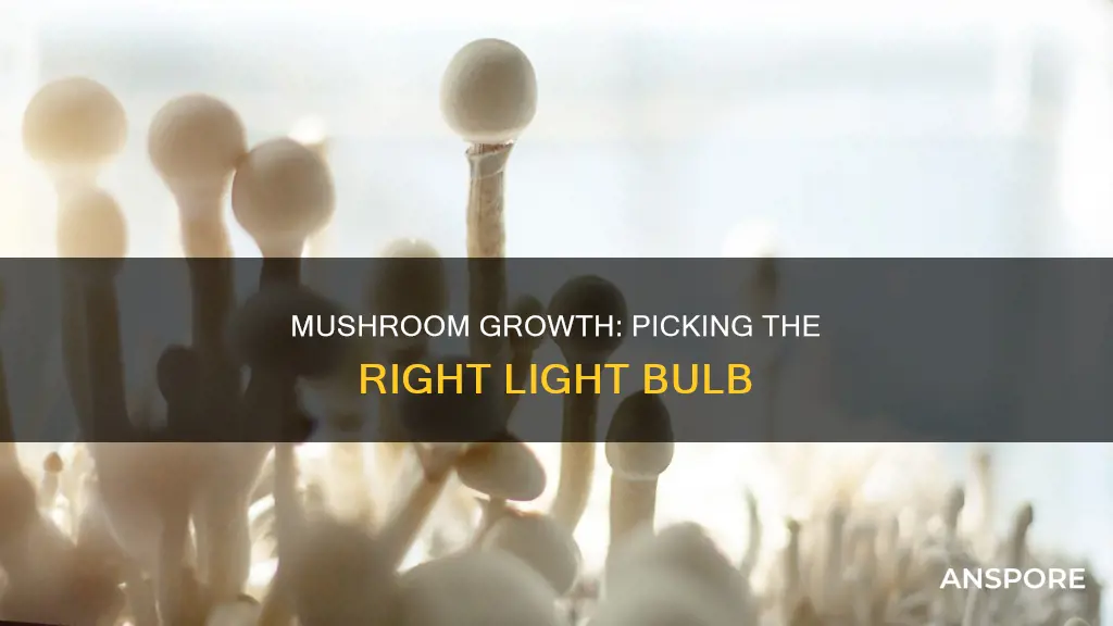 what light bulb for mushrooms