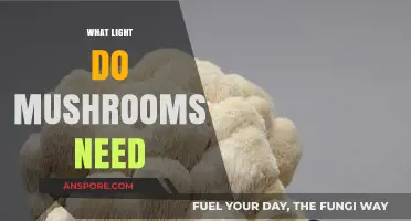 Mushrooms' Light Requirements: A Guide