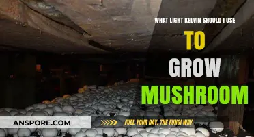 Optimal Light Kelvin for Mushroom Cultivation: A Comprehensive Guide