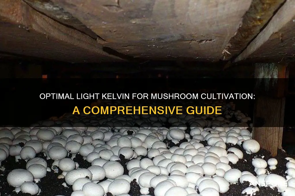 what light kelvin should i use to grow mushrooms