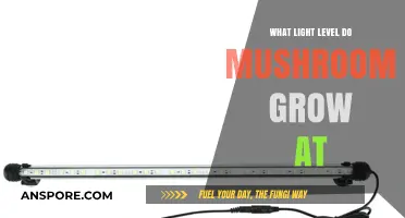Optimal Light Conditions for Mushroom Growth: A Comprehensive Guide