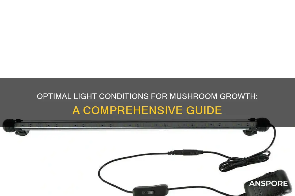 what light level do mushrooms grow at