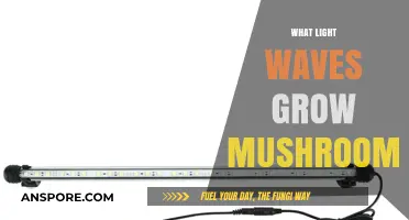 Optimal Light Waves for Mushroom Growth: A Comprehensive Guide