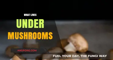 Mushroom Ecosystems: Life Under the Cap