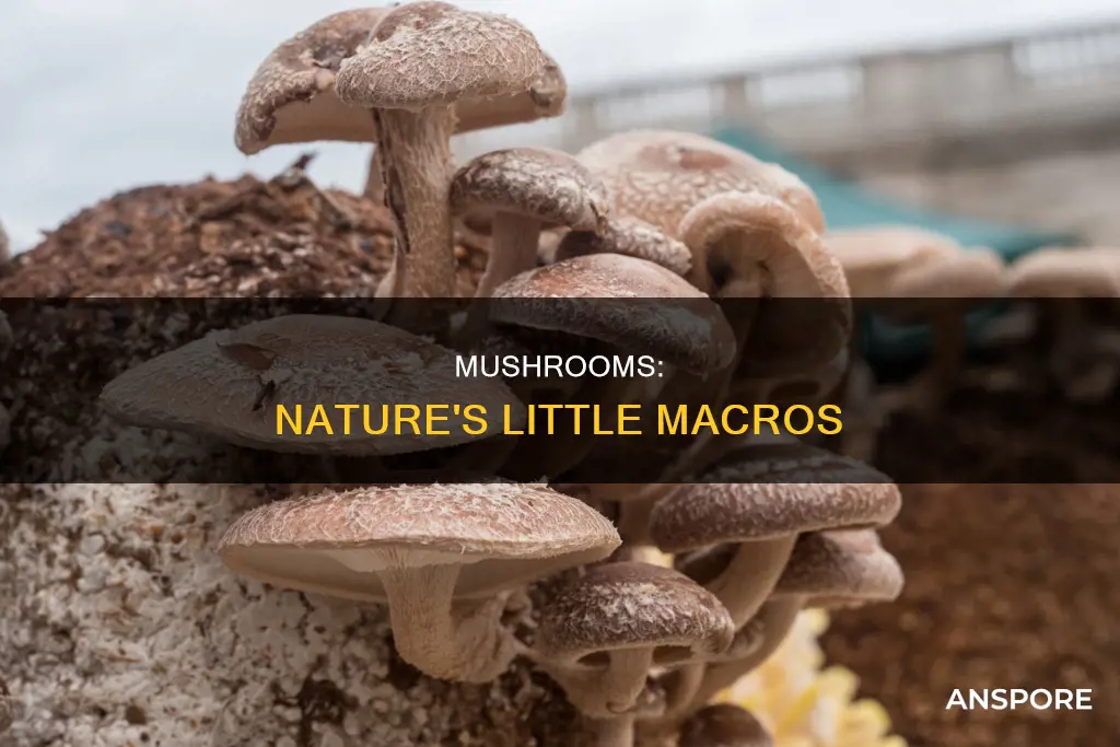 what macro are mushrooms