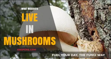 Mushroom Maggots: Unveiling the Pests Within