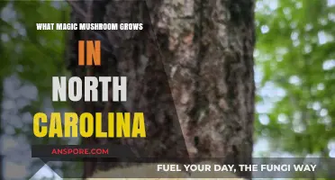 Discovering North Carolina's Wild Magic Mushrooms: Species and Locations