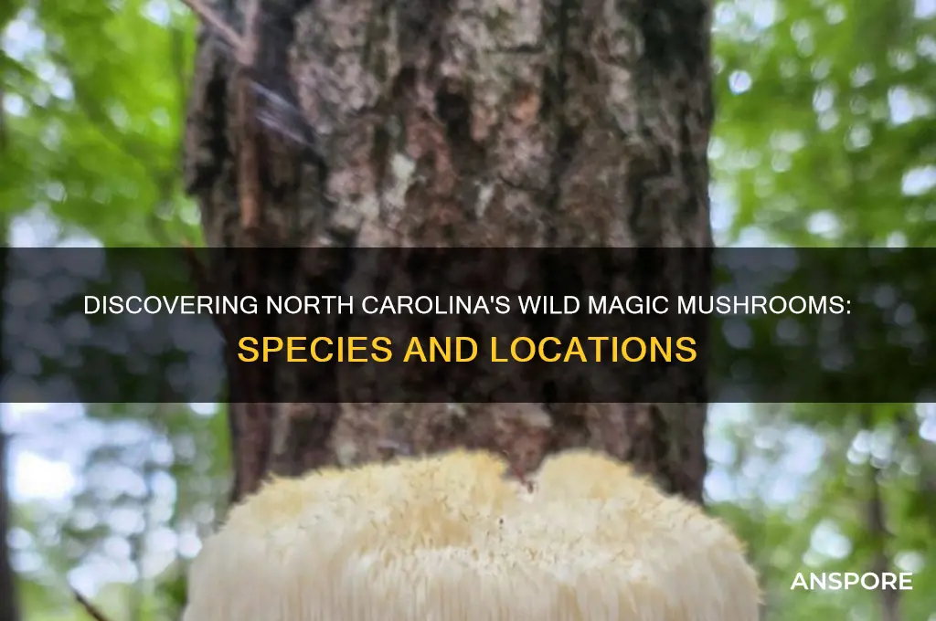 what magic mushroom grows in north carolina