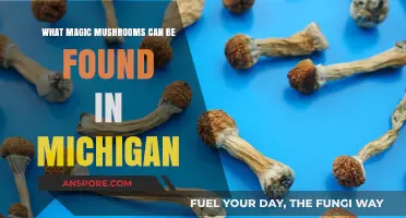 Discovering Michigan's Wild Magic Mushrooms: A Forager's Guide