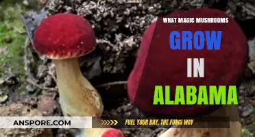 Discovering Alabama's Psychedelic Treasures: Magic Mushrooms in the Heart of Dixie