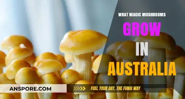 Discovering Australia's Psychedelic Treasures: Magic Mushrooms Down Under