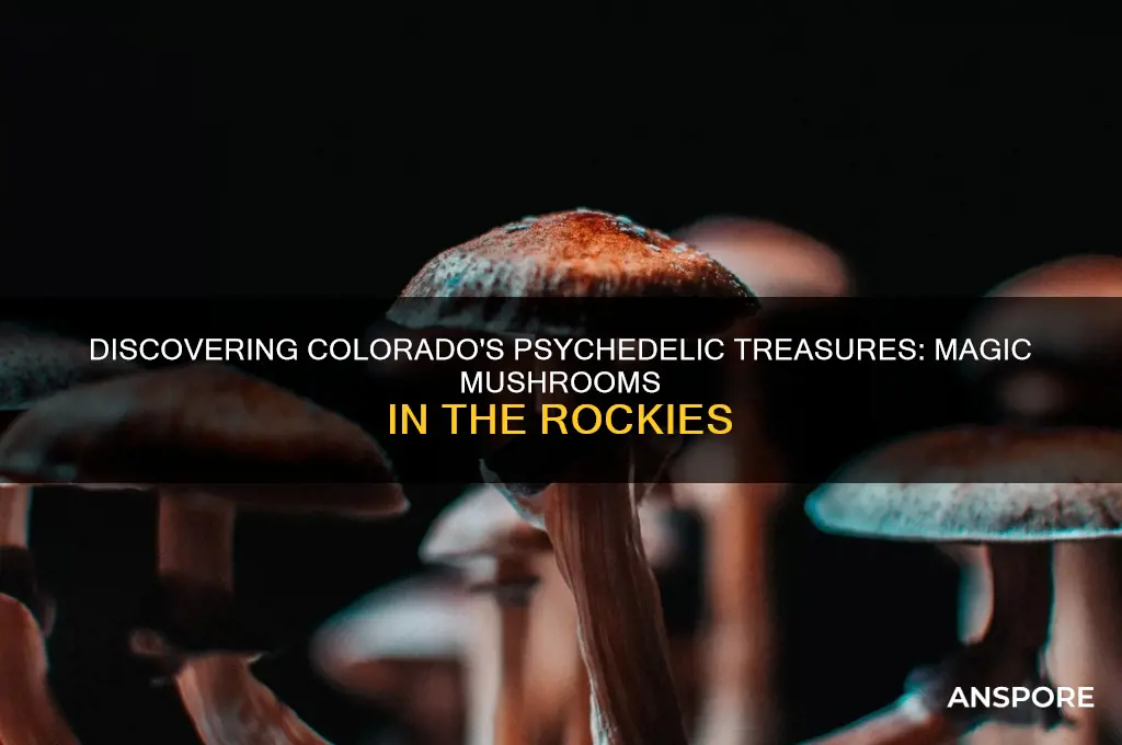 what magic mushrooms grow in colorado