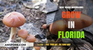 Florida's Psychedelic Fungi: Discovering Magic Mushrooms in the Sunshine State