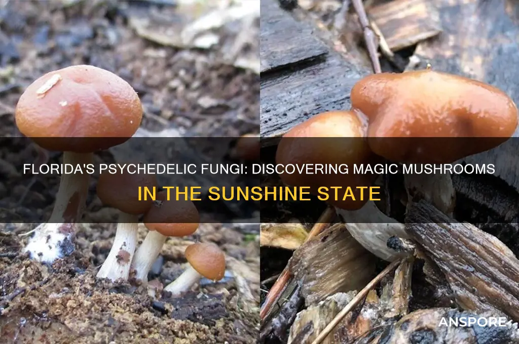 what magic mushrooms grow in florida