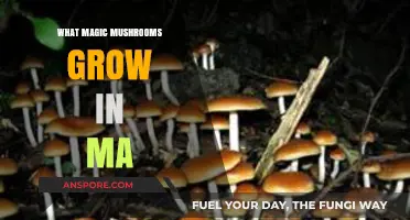 Discovering Massachusetts' Psychedelic Treasures: Magic Mushrooms Growing Wild in MA