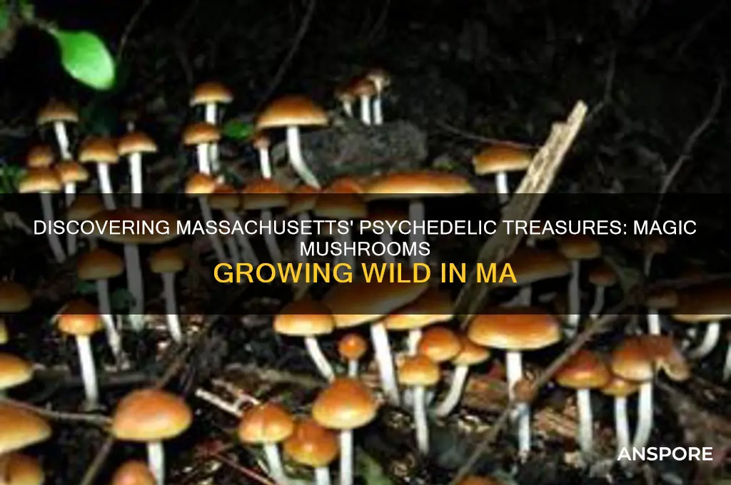what magic mushrooms grow in ma