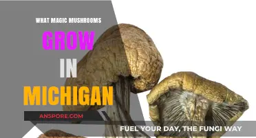 Discovering Michigan's Wild Magic Mushrooms: Species, Locations, and Safety Tips