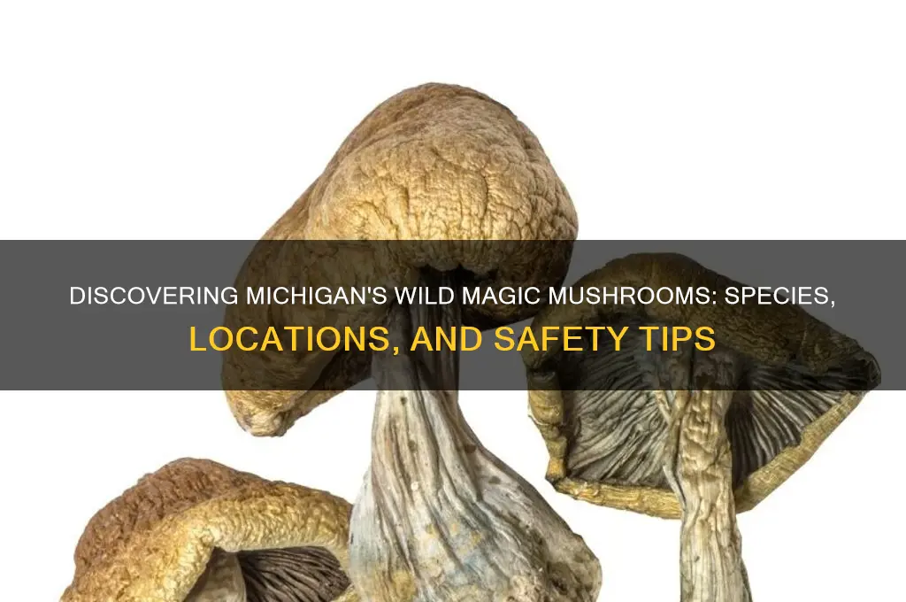what magic mushrooms grow in michigan