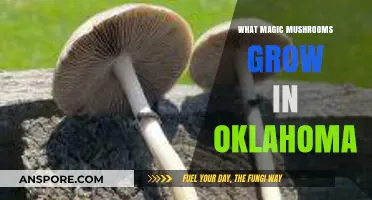 Discovering Oklahoma's Wild Magic Mushrooms: Species, Locations, and Safety Tips