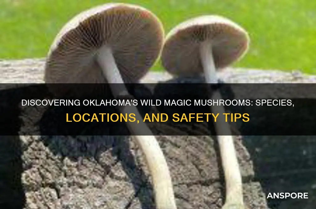 what magic mushrooms grow in oklahoma