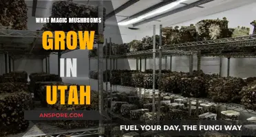 Discovering Utah's Psychedelic Treasures: Magic Mushrooms in the Beehive State