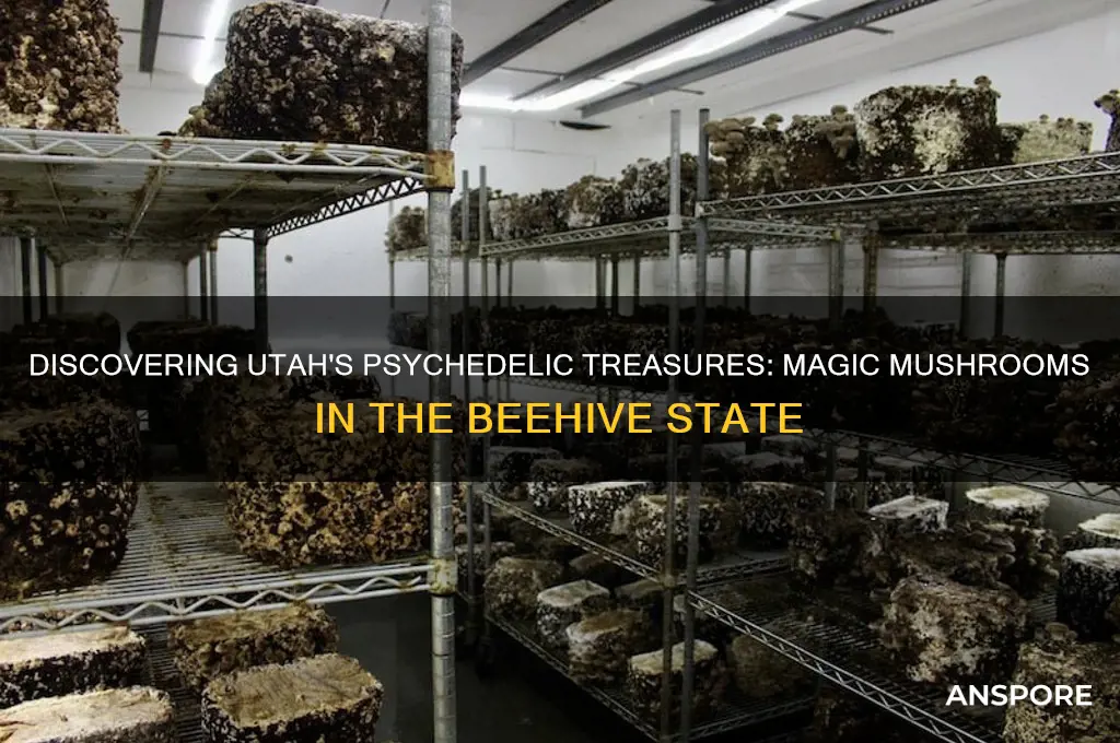 what magic mushrooms grow in utah