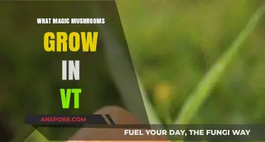 Discovering Vermont's Psychedelic Treasures: Magic Mushrooms Growing Wild in VT