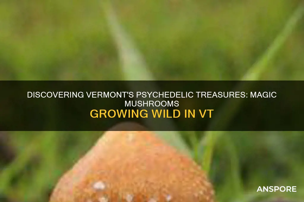 what magic mushrooms grow in vt