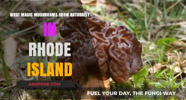 Rhode Island's Wild Magic Mushrooms: A Guide to Native Psilocybin Species