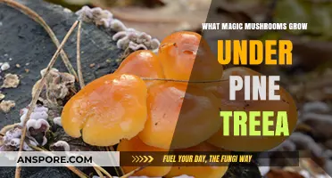 Discovering Psychedelic Fungi: Magic Mushrooms Thriving Under Pine Trees