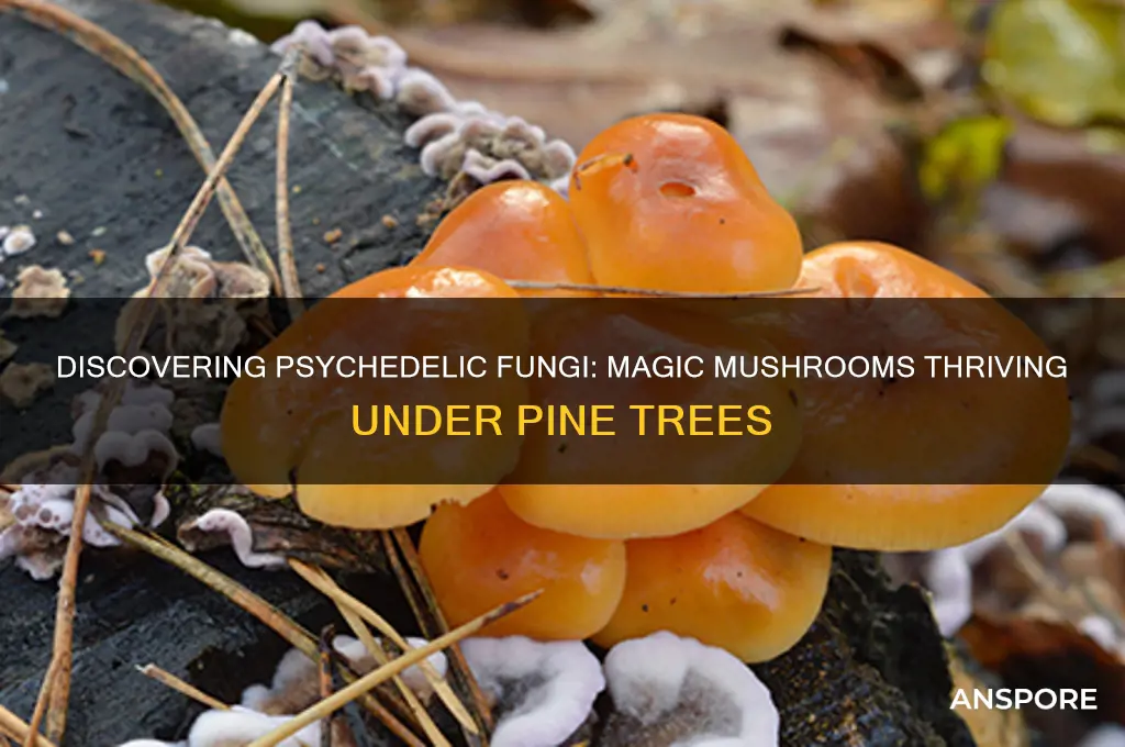 what magic mushrooms grow under pine treea
