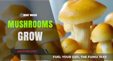 Exploring Nature's Psychedelic Wonders: What Magic Mushrooms Grow Wildly?