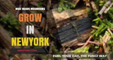 Exploring New York's Wild Magic Mushroom Varieties and Where They Thrive