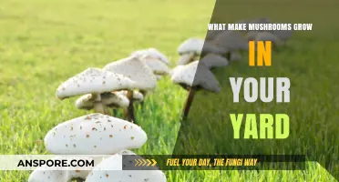 Why Mushrooms Suddenly Appear in Your Yard: Causes and Solutions