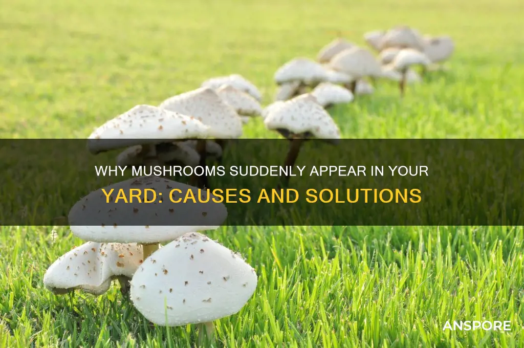 what make mushrooms grow in your yard