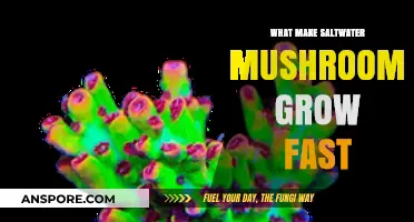 Accelerating Saltwater Mushroom Growth: Key Factors for Rapid Cultivation